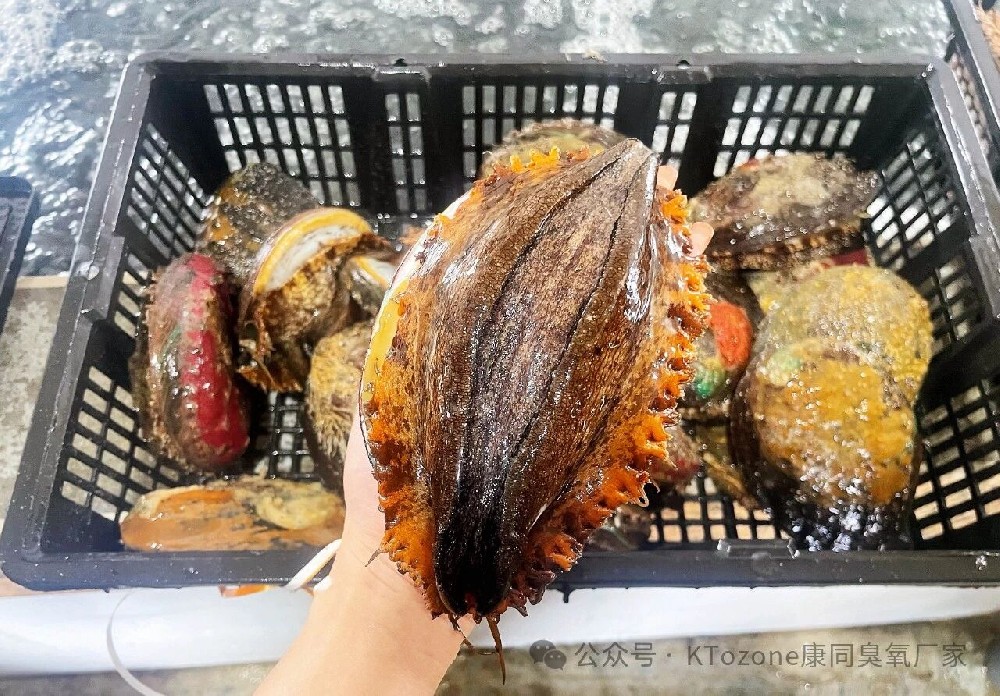 臭氧助力鮑魚(yú)養(yǎng)殖，水質(zhì)指標(biāo)大改善，產(chǎn)量成本雙優(yōu)化！